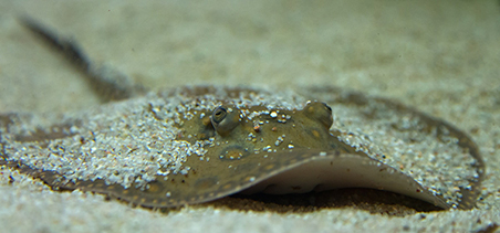 Flounder,flatfish